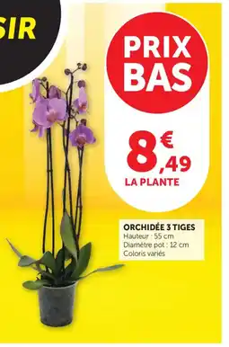 Bi1 Orchidée 3 tiges offre