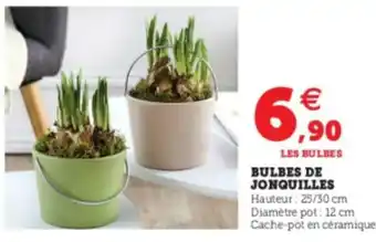 Bulbes de Jonquilles