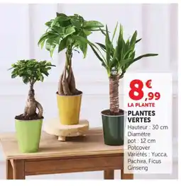 Bi1 Plantes vertes offre