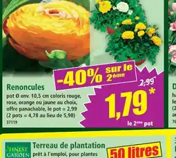 Norma Finest garden renoncules offre