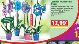 Norma Orchidée phalaenopsis 2 tiges lilas offre