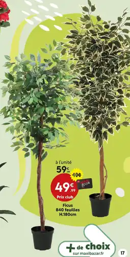 Maxi Bazar Ficus 840 feuilles offre