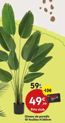 Maxi Bazar Oiseau de paradis offre