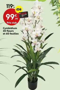 Maxi Bazar Cymbidium 30 fleurs et 60 feuilles offre