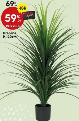 Maxi Bazar Dracena h.120cm offre