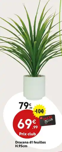Maxi Bazar Dracena 61 feuilles offre