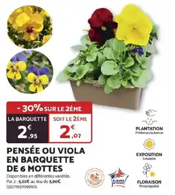 Bricomarché Pensée ou viola en barquette de 6 mottes offre