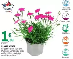 E.Leclerc Plante vivace offre