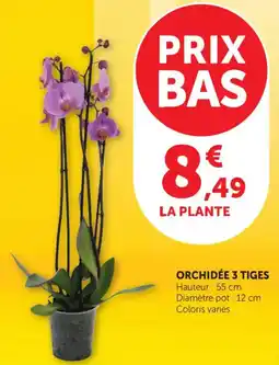 Maximarché Orchidée 3 tiges offre