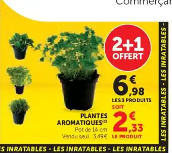 Plantes aromatiques