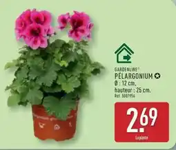 ALDI Pélargonium offre