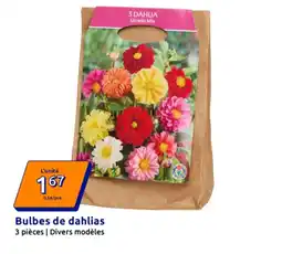Action Bulbes de dahlias offre