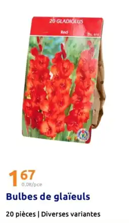 Action Bulbes de glaïeuls offre