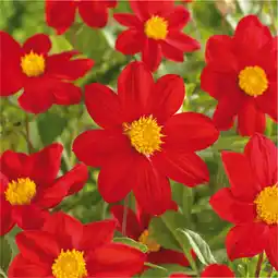 Carrefour Market Bulbes à fleurs offre