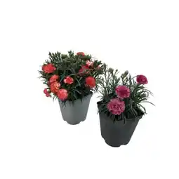 Carrefour Oeillet offre