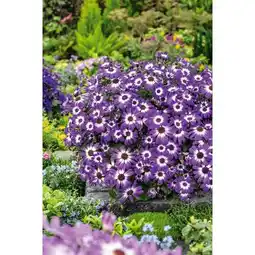 Carrefour Cinéraire offre