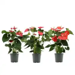 Carrefour Anthurium royal red big flowers offre