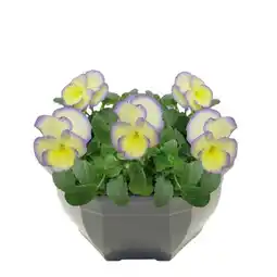 Carrefour Coupe fleurie offre