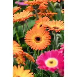 Carrefour Plante fleurie de printemps offre