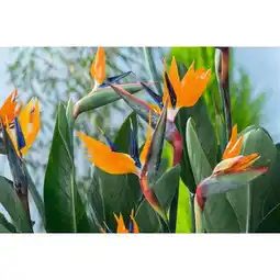 Carrefour Oiseau de paradis offre