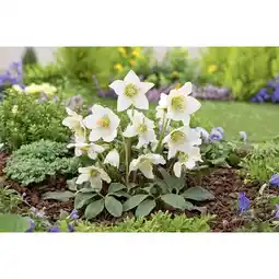 Carrefour Vivace offre