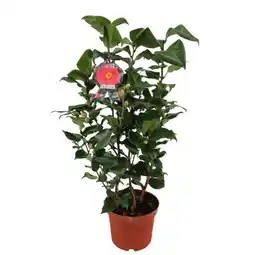 Carrefour Camélia offre