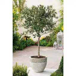 Carrefour Olivier tige offre