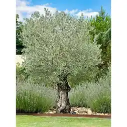 Carrefour Olivier centenaire offre