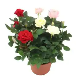 Carrefour Rosier d'intérieur offre