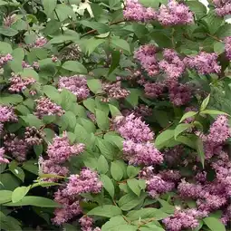 Carrefour Arbuste de haie fleurie offre