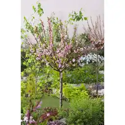 Carrefour Cerisier japonais offre