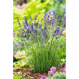 Carrefour Lavande offre