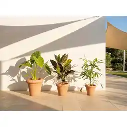 Carrefour Pot terre cuite constanza offre