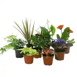 Carrefour Mini plantes vertes et fleuries offre