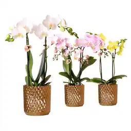 Carrefour Phalaenopsis 2 tiges pot céramique offre