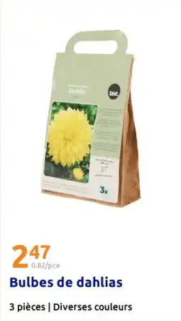Action Bulbes de dahlias offre