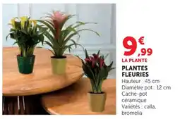 U Express Plantes fleuries offre