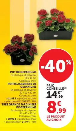U Express Pot de geraniums offre