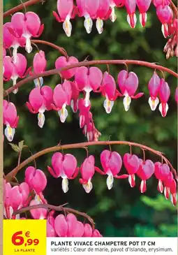 Intermarché Hyper Plante vivace champetre pot 17 cm offre