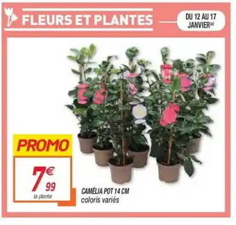 Camèlia Pot 14 cm