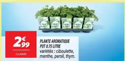 Netto Plante aromatique ciboulette offre