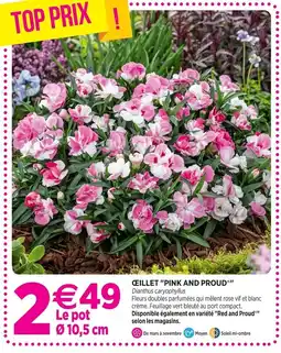 Delbard Œillet 'pink and proud' offre