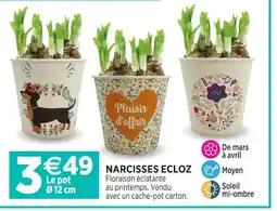 Delbard Ecloz narcisses ecloz offre