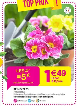 Delbard Primevères offre