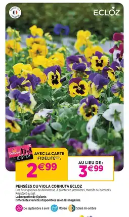 Delbard Ecloz pensées ou viola cornuta ecloz offre