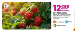 Delbard Duo de fraisiers mara des bois et charlotte offre