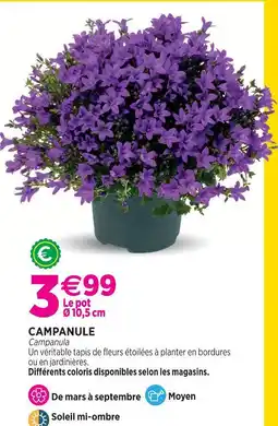 Delbard Campanule offre