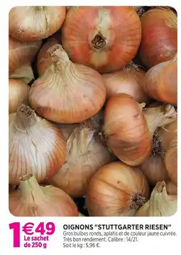 Delbard Oignons 'stuttgarter riesen' offre