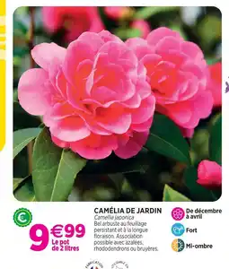 Delbard Camélia de jardin offre