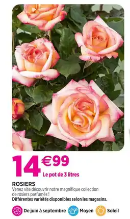 Delbard Rosiers offre